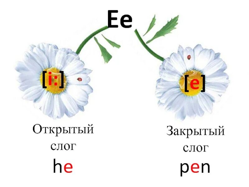 E в закрытом слоге. I В открытом и закрытом слоге. Ee открытый и закрытый слог. Открытый и закрытый слог дошкольники. Oo в открытом и закрытом слоге.