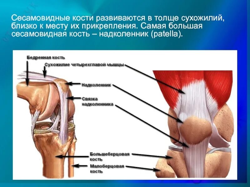 Укороченное сухожилие. Коленный сустав мышцы сбоку. Ретинакулум коленного сустава. Болит мышца под коленом сбоку. Сесамовидная кость коленного сустава.