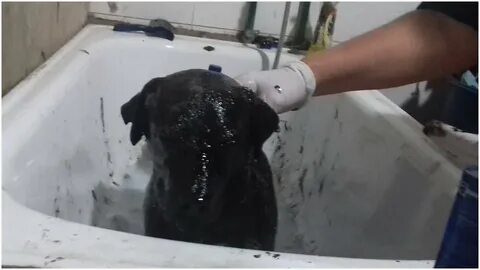 Собаку залили