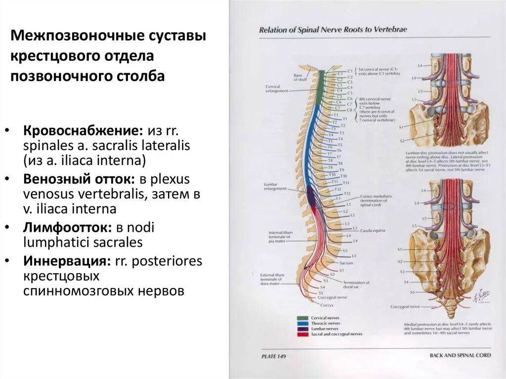 Кровоснабжение межпозвоночных дисков. Кровоснабжение пояснично крестцового отдела позвоночника. Иннервация позвоночного столба анатомия. Иннервация крестцового отдела позвоночника. Иннервация грудного отдела позвоночника.