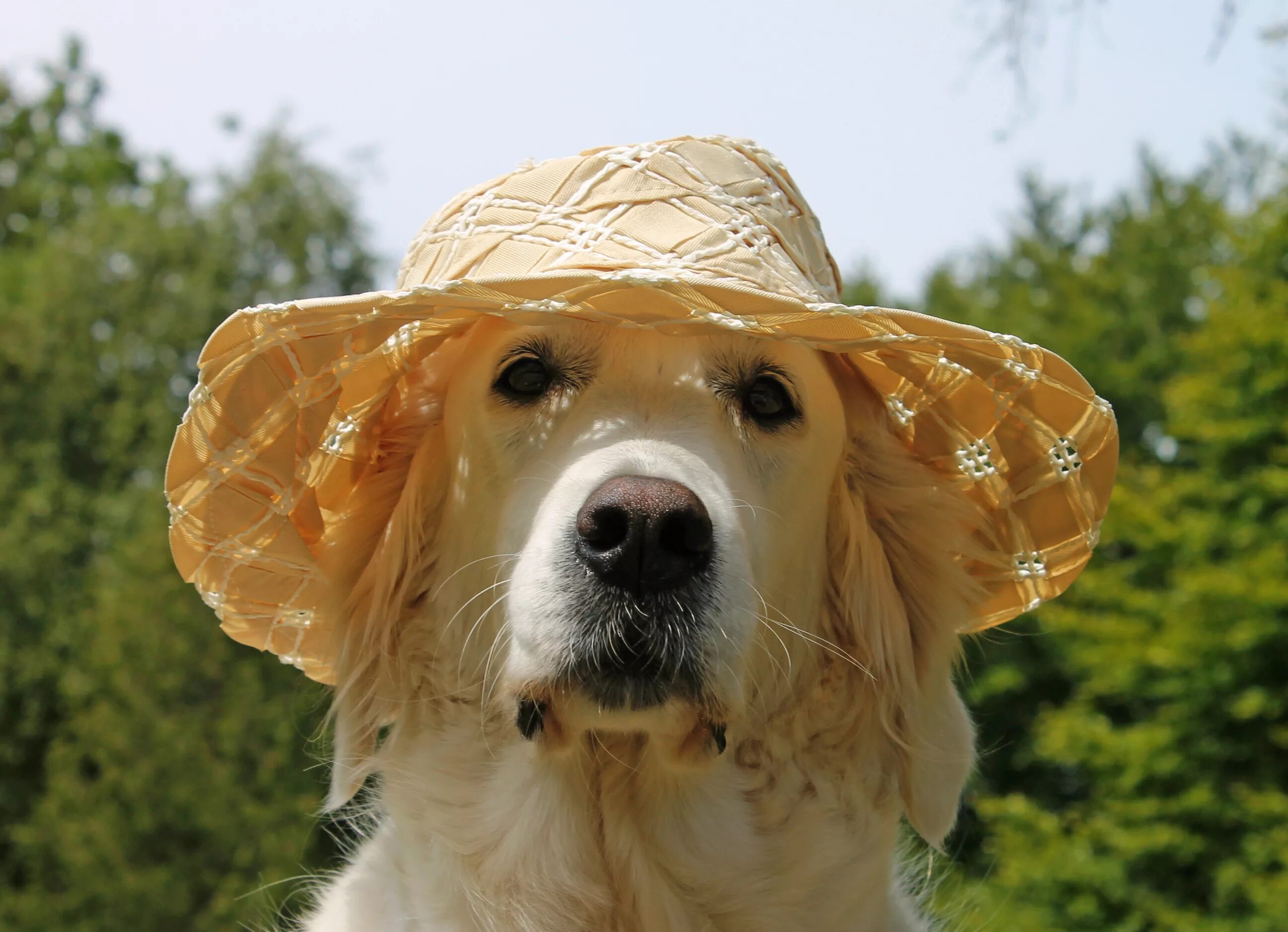 Пес шляпа. Золотой ретривер. Собака золотистый ретривер. Собака в шляпе. Шляпки для собак.