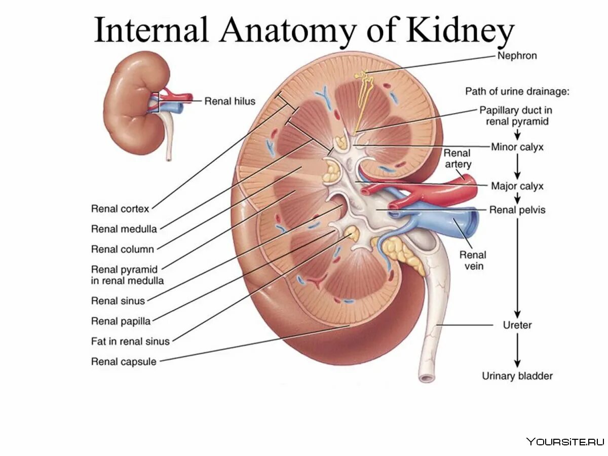 Внутренне строение почки анатомия. Внешнее строение почки анатомия. Внешнее и внутреннее строение почки. Схема строения почки.