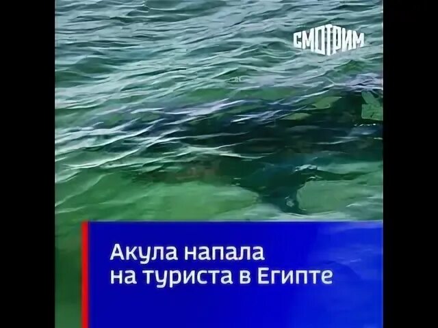 Русский турист египет акула