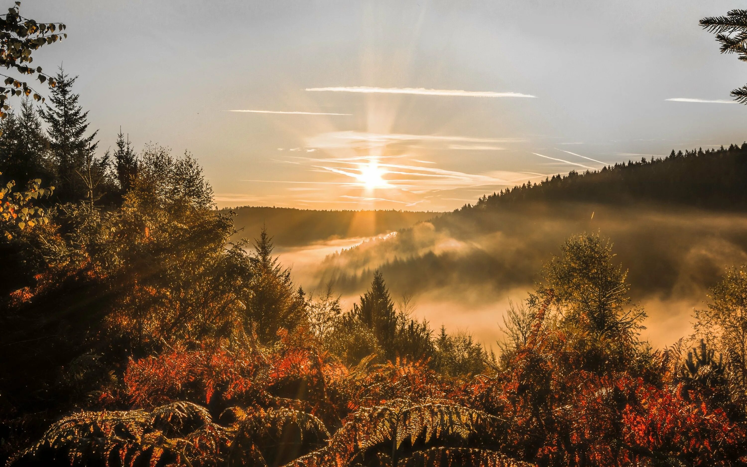 Лес в тумане панорама. Рассвет солнца. Поднимавшихся над лесом. Красивые облака над лесом. Поднимавшихся над лесом.