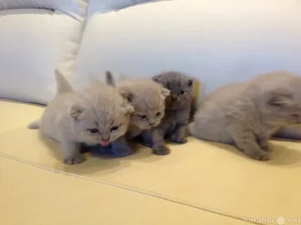 Котята йошкар ола