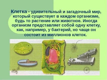 История клетки презентация