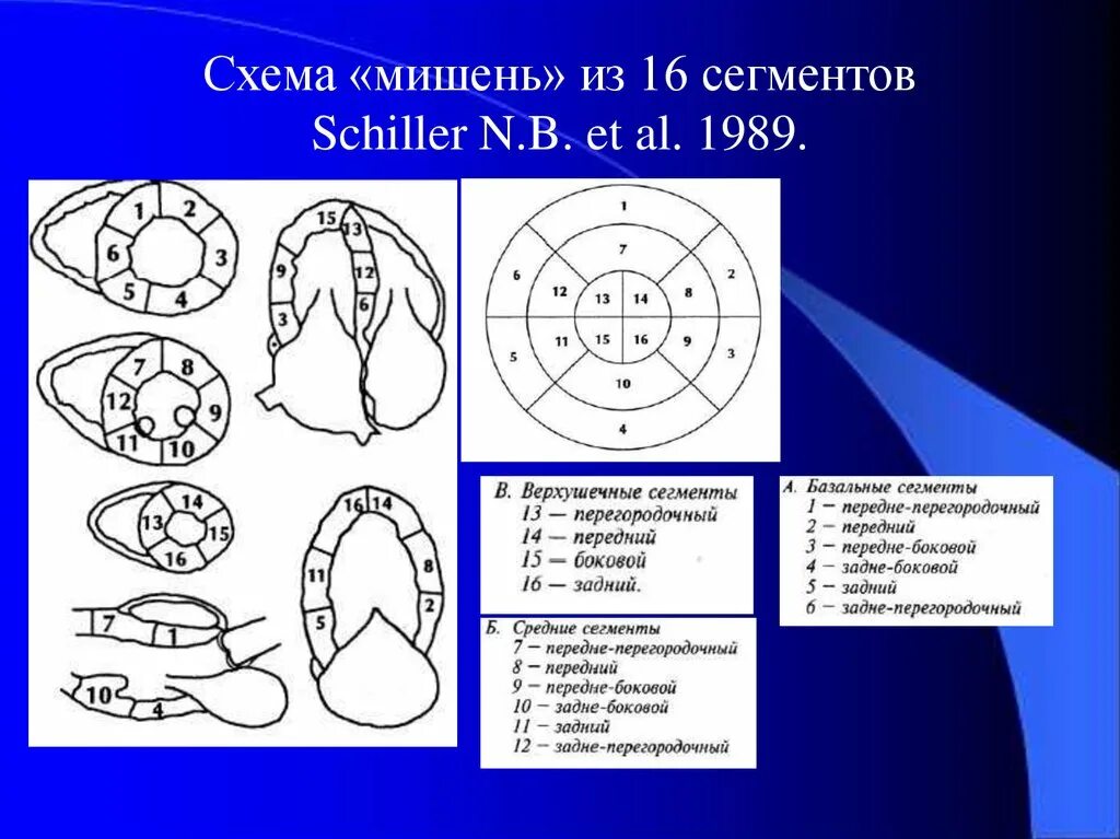 Сократимость лж. Сегменты миокарда левого желудочка схема. Сегментарное строение миокарда ЭХОКГ. Сегменты левого желудочка ЭХОКГ схема. Сегменты по эхокардиографии.