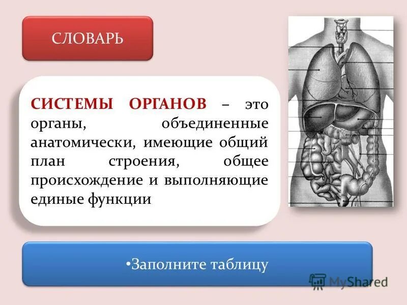 Орган это имеющая определенную форму строение. Системы органов. Орган. Система органов человека это определение. Биология 8 класс органы.