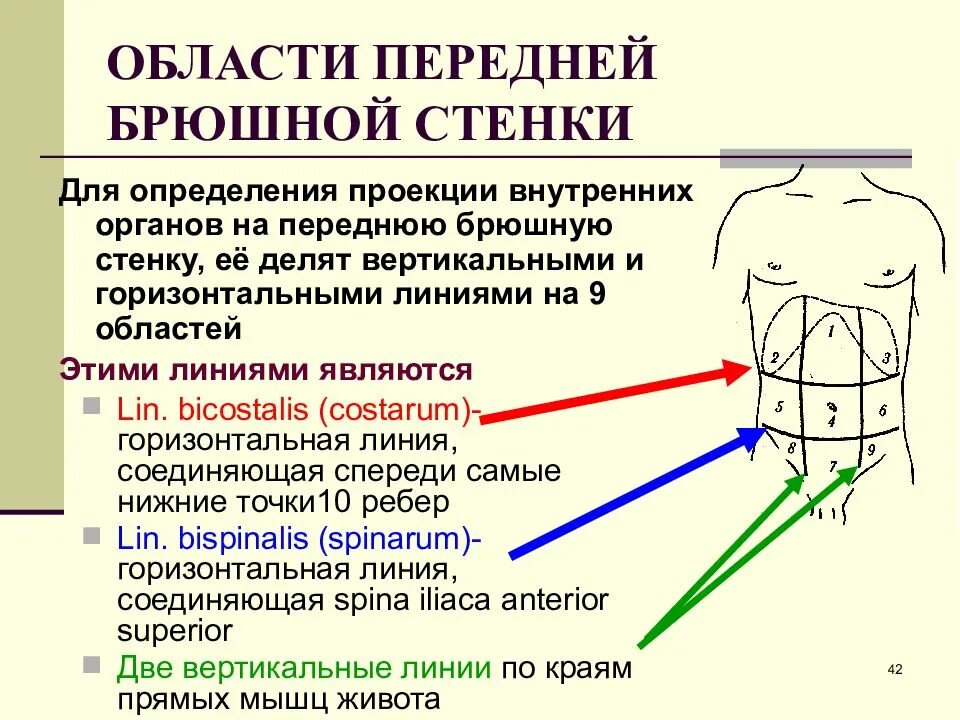 9 областей живота. Топографические области передней брюшной стенки пропедевтика. Топография области передней брюшной стенки. Топографические ориентиры передней брюшной стенки. Области передней брюшной стенки живота проекция органов.