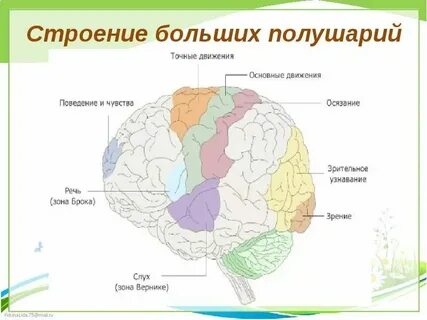 Большие полушария переднего мозга строение и функции