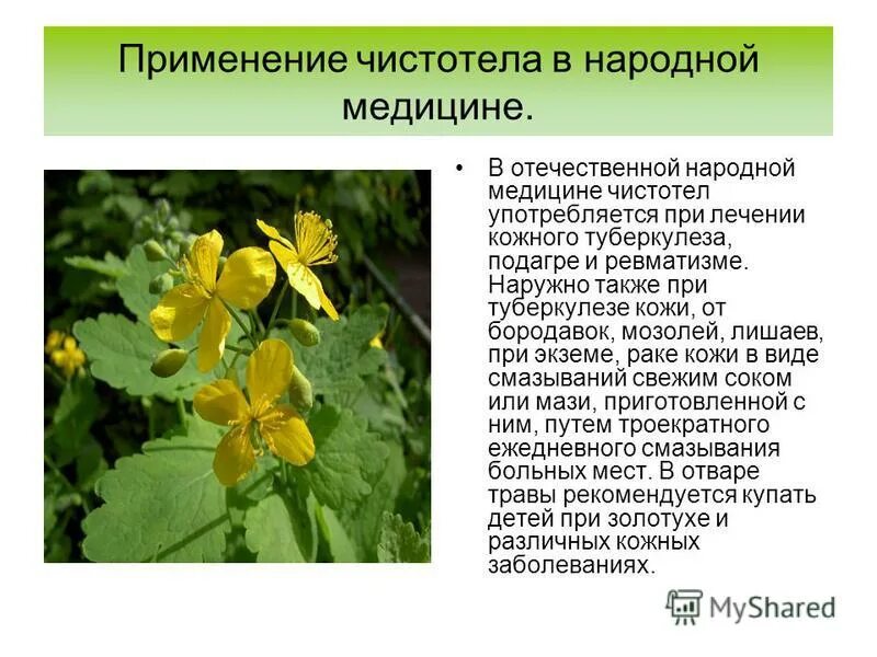 Чистотел внутрь от чего поможет. Чистотел. лекарственные растения чистотел. чистотел в народной медицине. чистотел большой применяется.