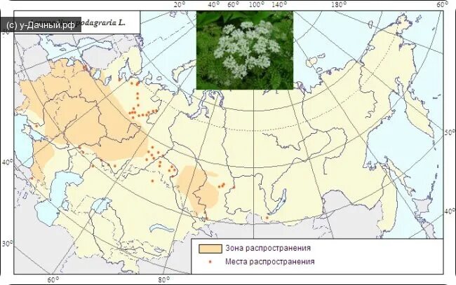 Бузина крассная ореол произростания. Ареал распространения одуванчика лекарственного. Яблоня ареал распространения. Условия мест произрастания. Условия мест произрастания.