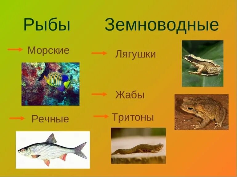 Три примера животных относящихся к земноводным. Земноводные рыбы. Земноводные рыбы примеры. Представители класса земноводные. Рыбы земноводные пресмыкающиеся.