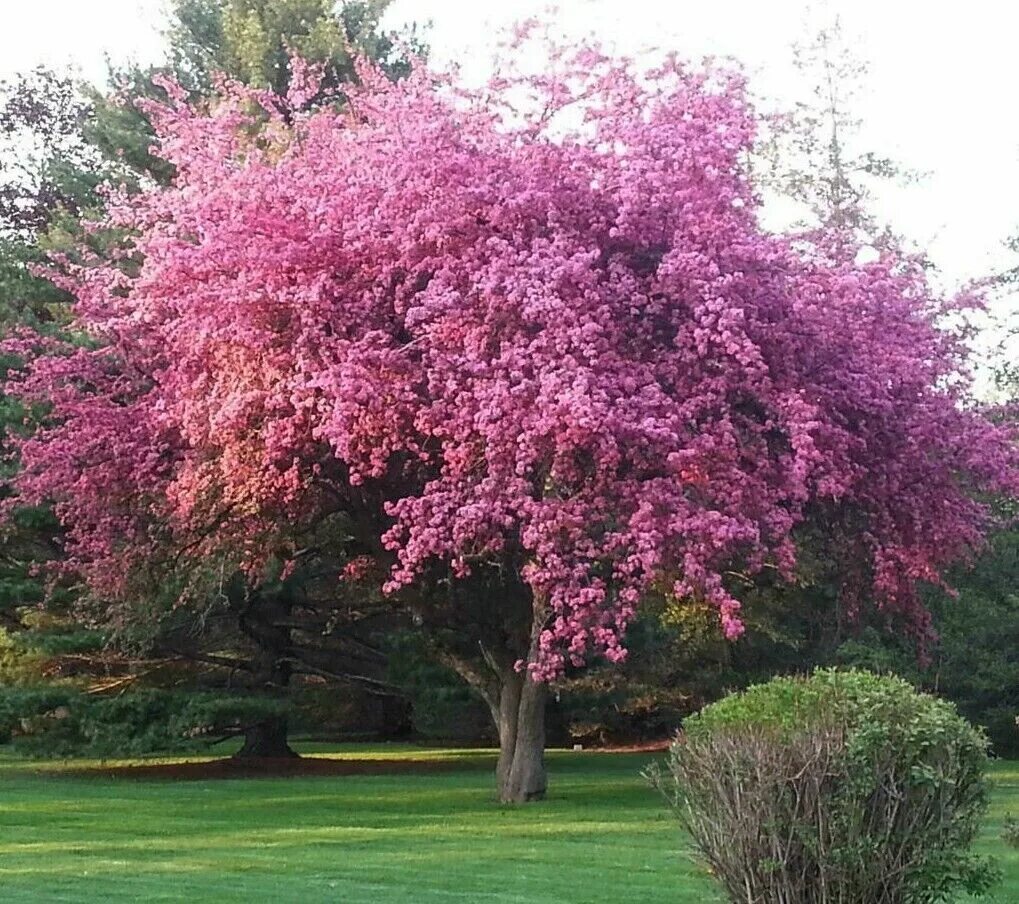 Сакура Канзан. Сакура Kwanzan Cherry. Сакура Канзан осенью. Яблоня Red Sentinel. Розовое дерево купить