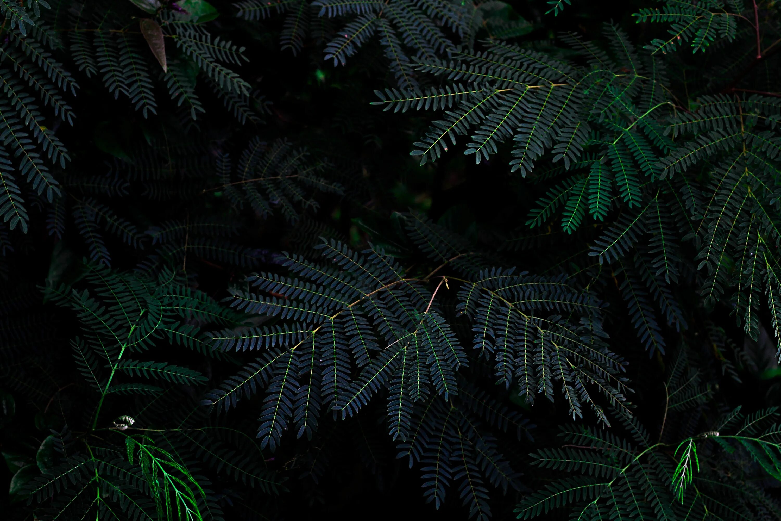 Зелено черная тема. Темные листья. Темно зеленые листья. Тропические листья на темном фоне. Черный папоротник.