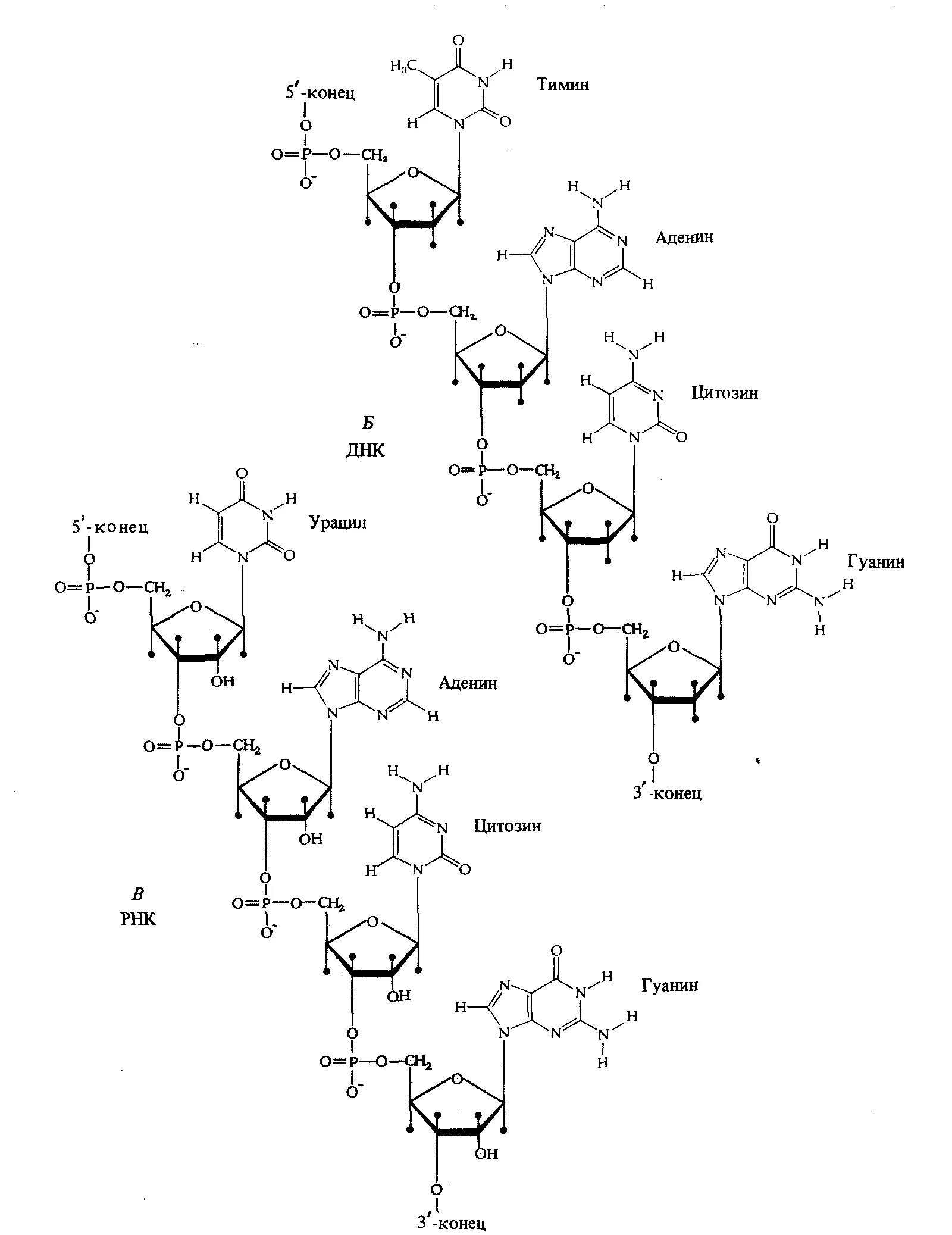 Схема первичной структуры РНК. Аденин гуанин структура ДНК. Структура гуанин цитозин Тимин ДНК. Строение ДНК И РНК формула.