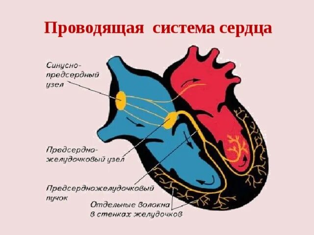 Тракты сердца. Основные части проводящей системы сердца на рисунке. проводимые пути сердца. проводящий путь сердца. отметьте основные части проводящей системы на рисунке.