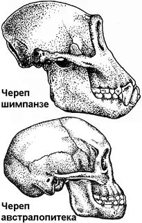 Мозг австралопитека