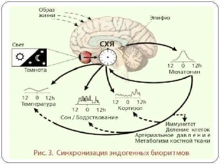 Физиологические механизмы сна и бодрствования. Физиологические механизмы сна и бодрствования физиология. Регуляция цикла сон-бодрствование. Схема регуляции сна и бодрствования.