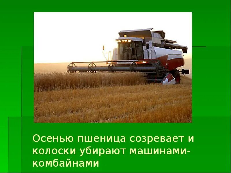 Прочитайте хлеб убирают комбайнами