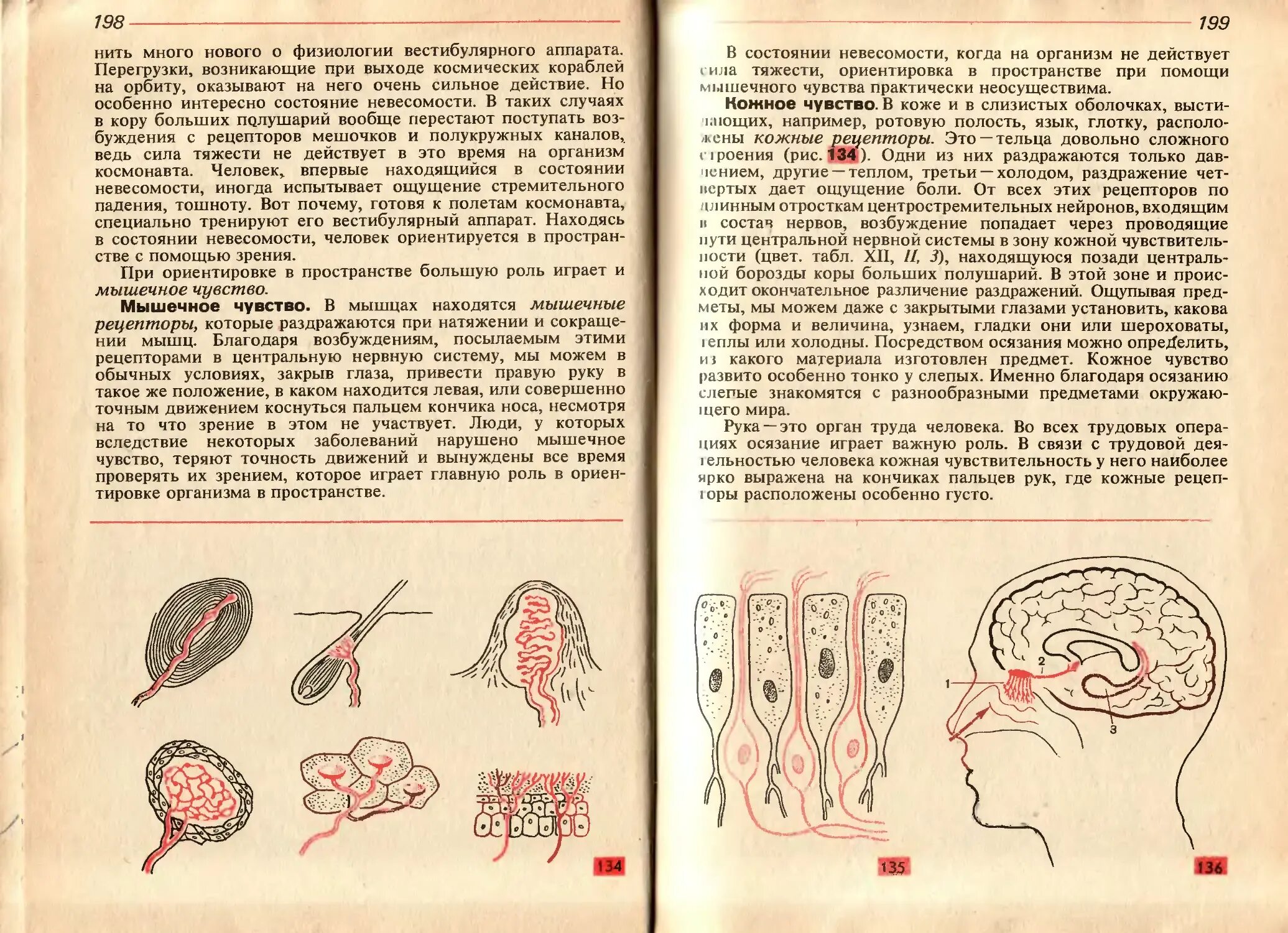 Мышечное чувство находится. Цузмер человек анатомия физиология гигиена. Анатомия физиология и гигиена человека учебник. Учебник по анатомии 8 класс. Учебник по анатомии и физиологии человека 8 класс.