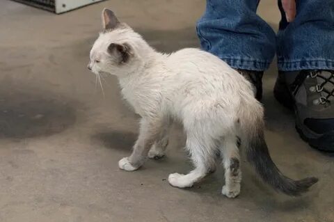 Раненый кот