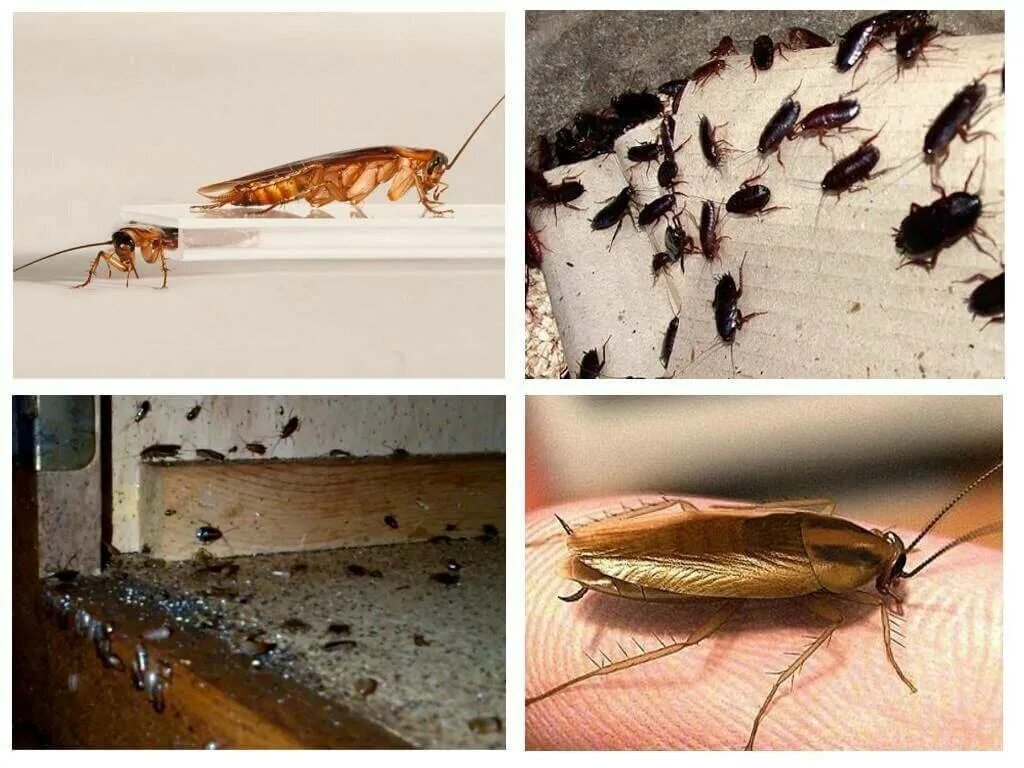 Квартирные насекомые клопы тараканы. Тараканы в доме. Тараканы домашние. Тараканы дома.