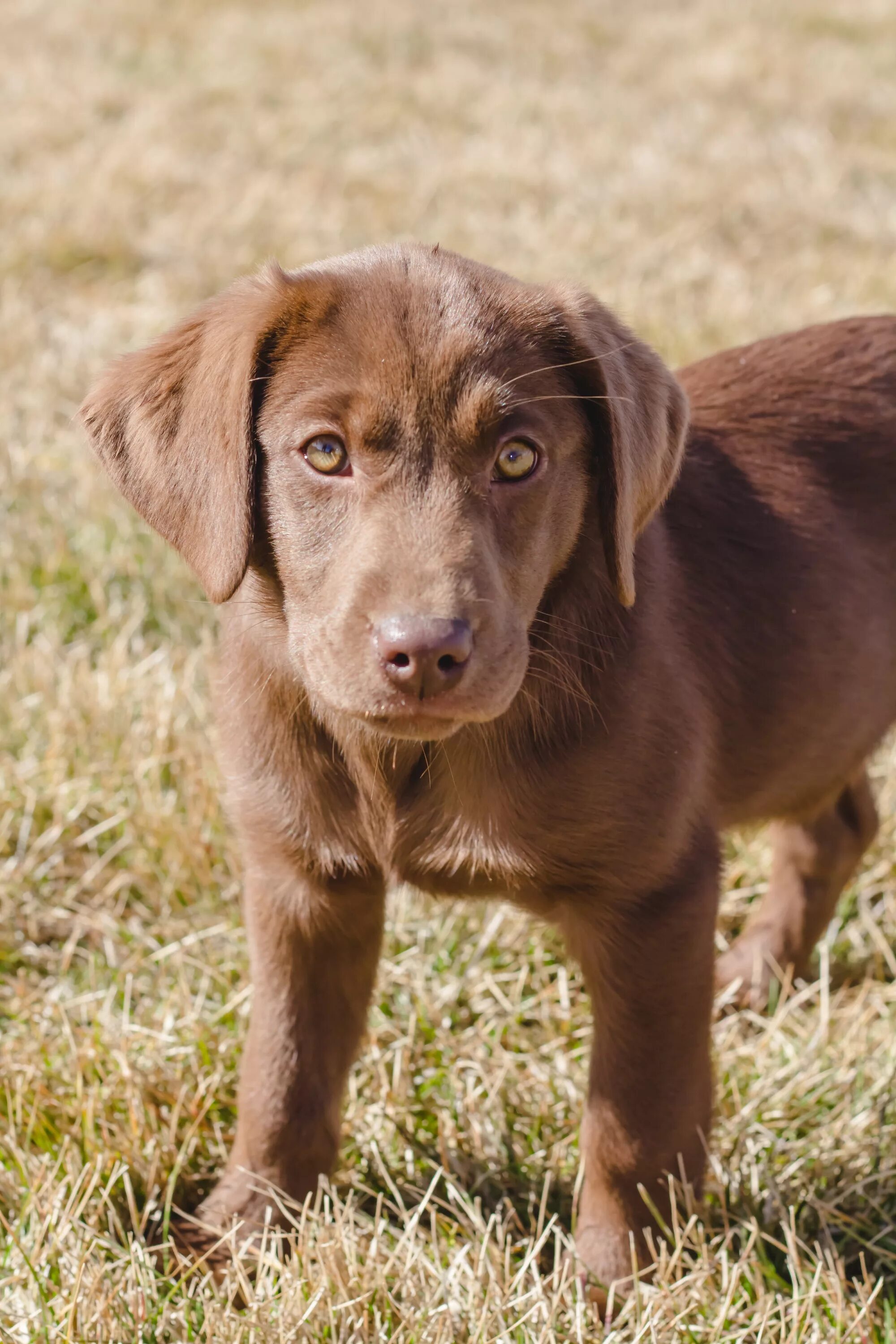 лабрадор ретривер шоколад. коричневые собачки. лабрадор ретривер гладкошерстный. ретривер шоколадный гладкошерстный. лабрадор ретривер шоколадный.