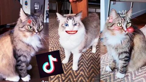 Тик кошки