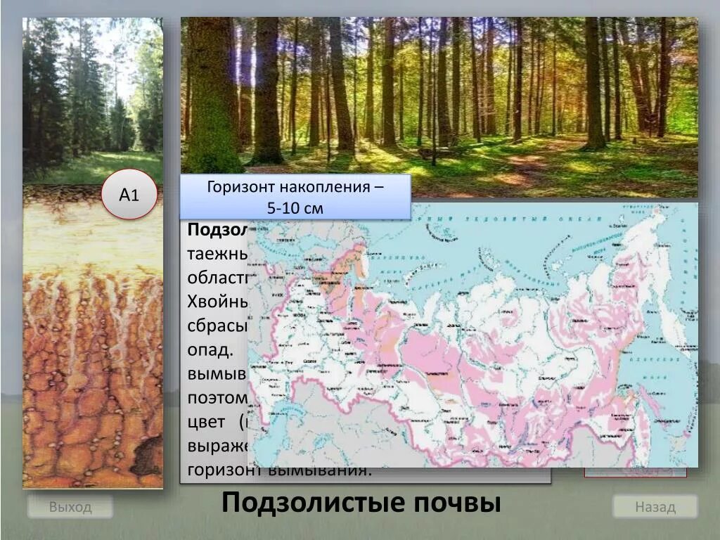 Почвы россии 8 класс тест с ответами. Горизонт накопления. Подзолистые почвы на карте России. Почвы центральной России. Где находятся подзолистые почвы в России на карте.