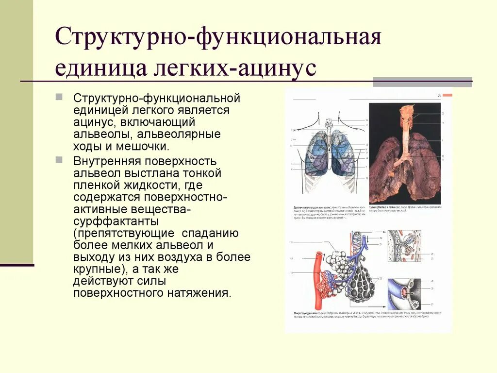 Структурно функциональными единицами легкого являются