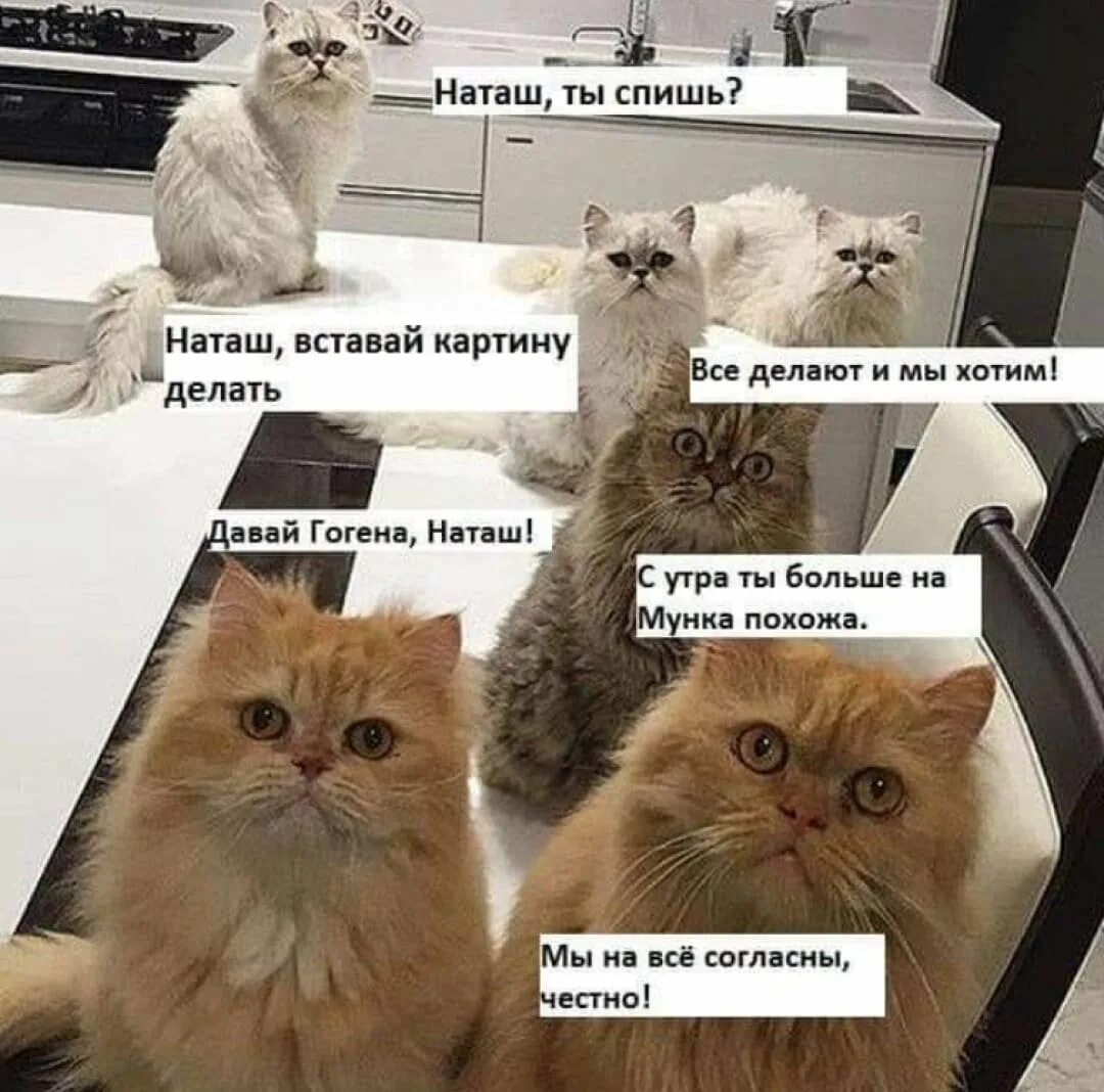 Создать мем с котами. Наташа и коты. наташа и котики мемы. мемы с котами и наташей. наташа и коты мемы новое.
