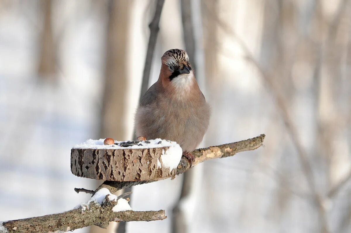 Синтаксический разбор 5 класс по русскому языку. Выпишите дополнения вместе с тем словами от которых они зависят. Сойка разгребает листья ищет упавший орех. Сойка разгребает листья ищет упавший орех. Стр 182.