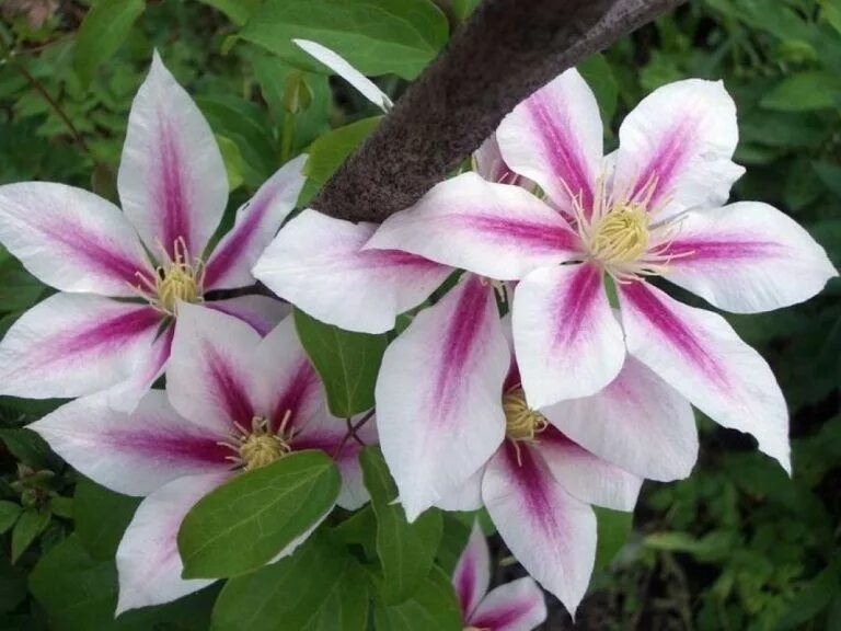 Клематис Андромеда. Клематис Clematis Andromeda. Клематис сорт Андромеда. Клематис Андромеда (Andromeda).