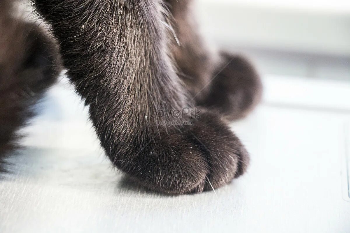 Коричневая лапка. Кошачьи лапки коричневый. Черная Кошачья лапа. Черная кошка с лапой. Лапка коричневого котика.