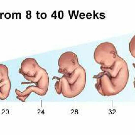 Вес ребёнка в 32 недели беременности. Плод на 34 неделе беременности рост вес. Рост плода на 20 неделе беременности. Сколько будет 22 недели
