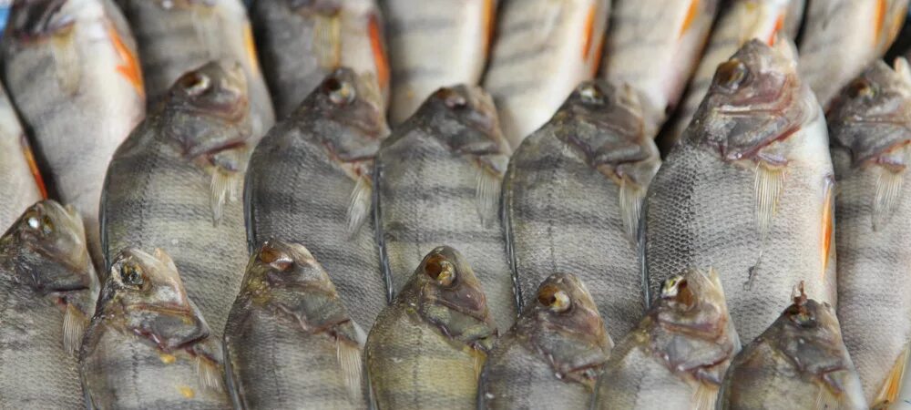 Сколько держать рыбу в соли перед сушкой