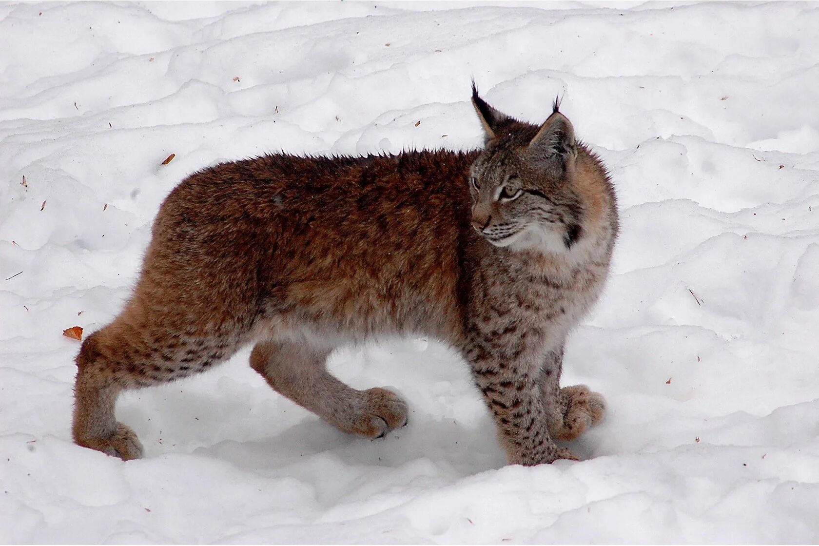 Рысь обыкновенная Lynx Lynx Linnaeus, 1758. Беловежская пуща Рысь. Обыкновенная Сибирская Рысь. Пещерная Рысь Lynx issiodorensis. Уральские рыси