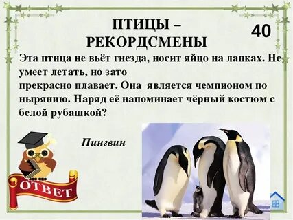 Интересные факты о птицах