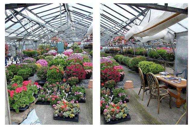 Питомник пеларгоний. Пеларгония silver glitter. Питомник гераней в москве. Герань питомник. Питомник пеларгоний.