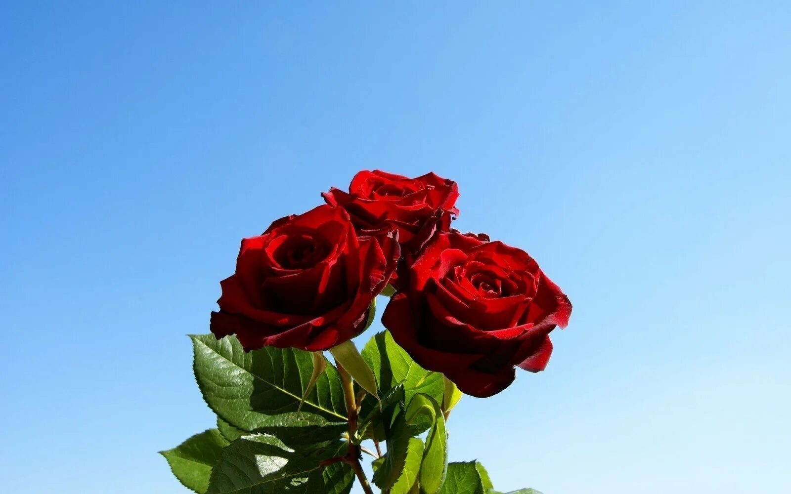 Красные розы. Цветы розы красные.