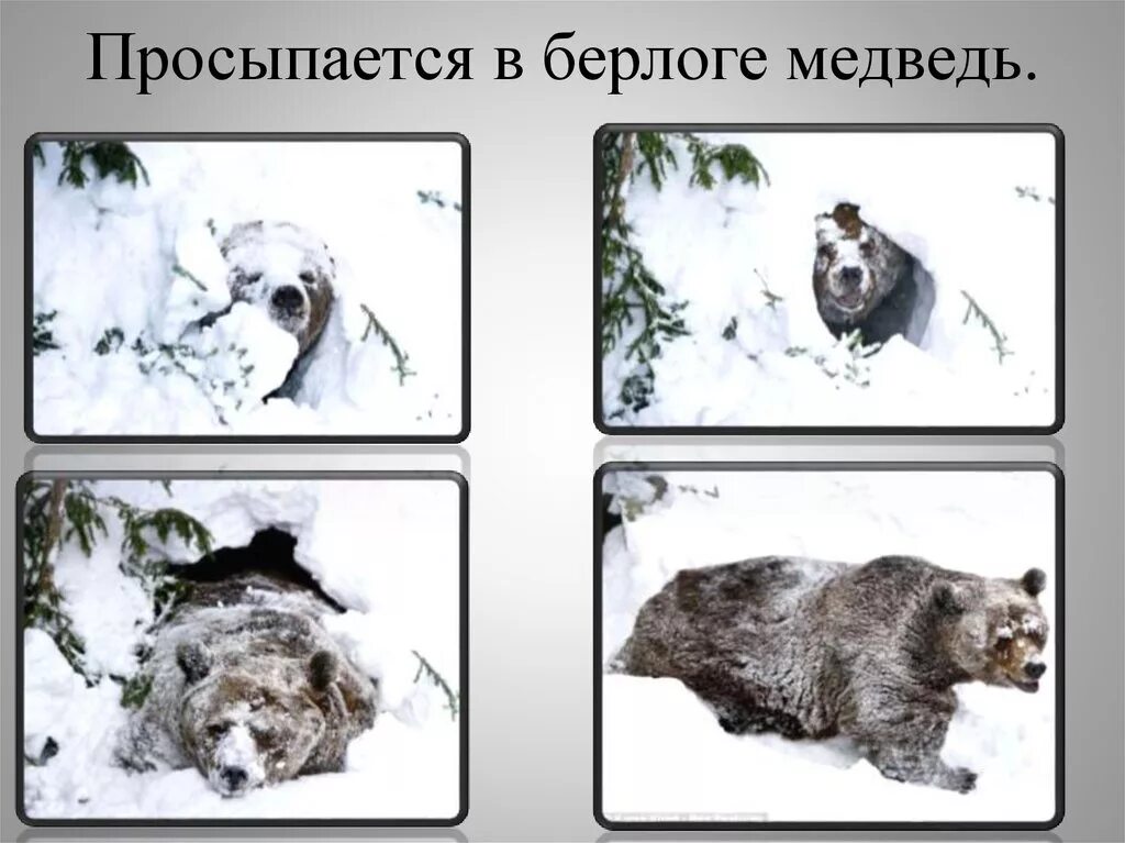 Просыпается в берлоге. Просыпается в берлоге маленький медведь. в берлогах просыпаются. берлога медведя схема. как просыпается мишка в берлоге.