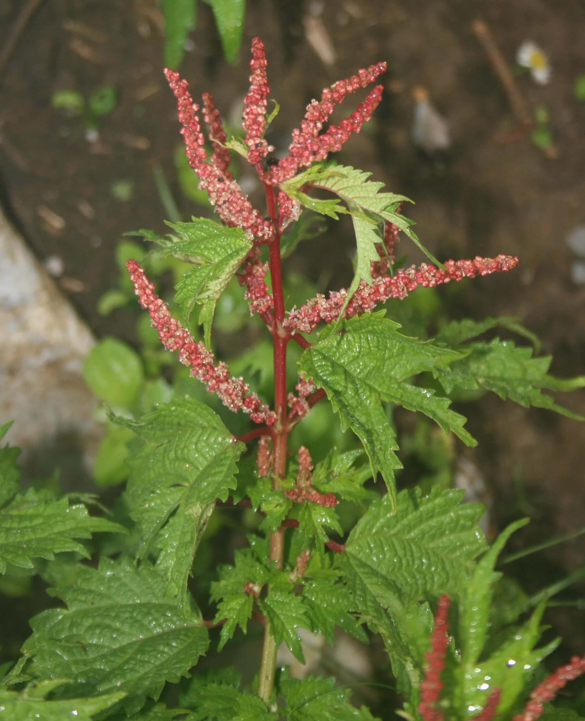 Крапива рами. Рами китайская крапива. Крапива рами растение. Boehmeria spicata. Рами Бомерия белоснежная.