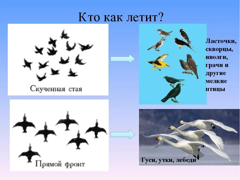 В какие теплые края улетают ласточки