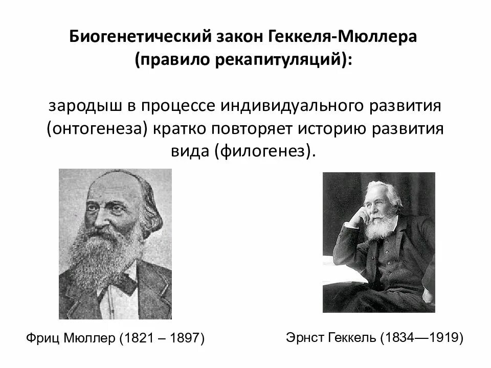 Онтогенез повторяет филогенез на примере позвоночных. Биогенетический закон Геккеля Мюллера. Биогенетический закон э Геккеля. Ф Мюллер э Геккель. Геккель и Мюллер онтогенез.