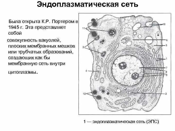 Хлоропласт и эндоплазматическая сеть. Эндоплазматический ретикулум схема. Эндоплазматическая сеть ЕГЭ. ЭПС строение рисунок.