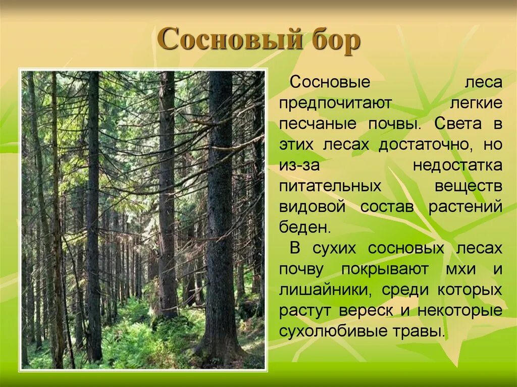 Информация о Сосновом лесу. Краткое описание соснового леса. Сосновый лес для презентации. Сообщение про Сосновый лес. Почему бор назвали бор