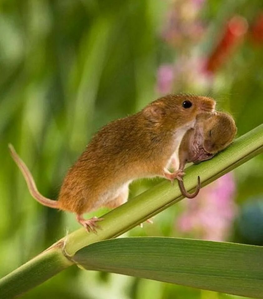Полевая мышь Малютка. Мышка полевка. Мышь Малютка полевка. Мышь Малютка Луговая. Хомяки полевки