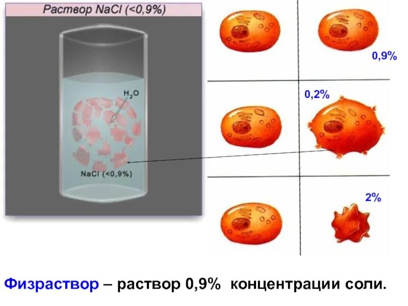 Эритроциты поместили в раствор. Гемолиз и плазмолиз эритроцитов. эритроциты в растворах. концентрация солей в эритроците. эритроциты в физрастворе.