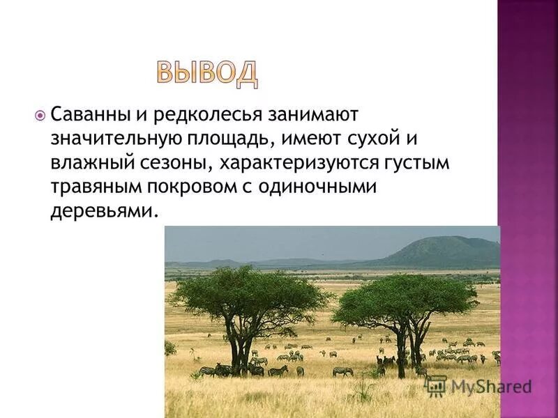 Характеристика саванны и редколесья. Саванны и редколесья климатический пояс.